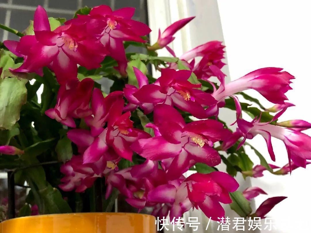 可以浇花的药,过期也要留着,保花不生虫、不生病!