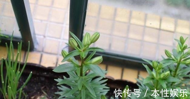 塑料袋|养花土,用一个塑料袋,轻松杀虫灭菌,花盆里一个虫子都没有
