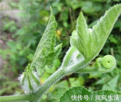 大姨妈|女人来大姨妈时, 这些食物一定要多吃, 帮助子宫排污, 远离妇科病