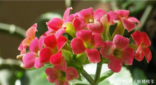 3种花很好养，沾土就能活，浇水就爆盆，好养易活漂亮极了