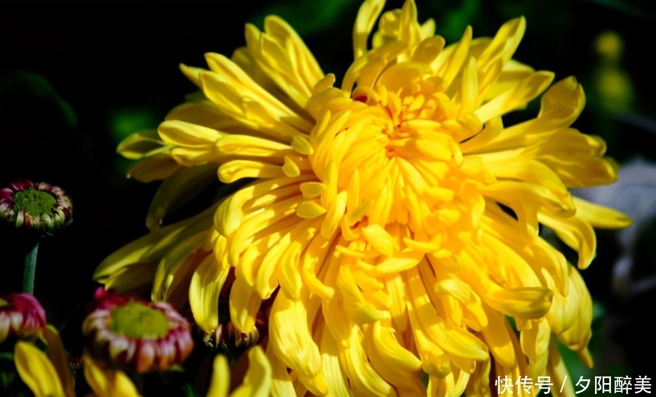 延缓|冬季养生推荐常吃3种食物,排毒养颜、延缓衰老,早吃早好