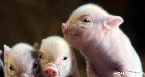 明朝|朱元璋姓朱，那明代的猪都叫什么说出来不信你不笑！