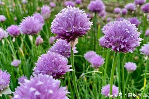 “葱”开花也可以很美,黑龙江花友养的葱火了,大家都说头一次见!