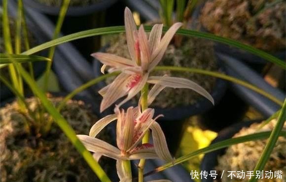 兰花|养兰花,牢记一个字,开花够豪气!