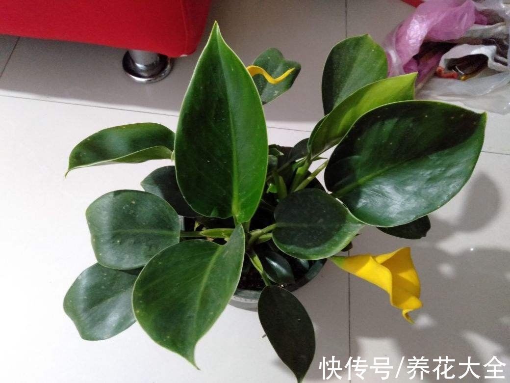 花卉|15种“阴性”花,家里没光适合养,光太强反而长不好