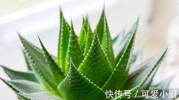 农历9月28日霜降后，养什么花？以下3种花，吉星高照富贵吉祥