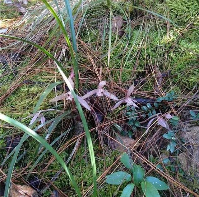 野生兰花和兰园的兰花有什么不一样怎么区分