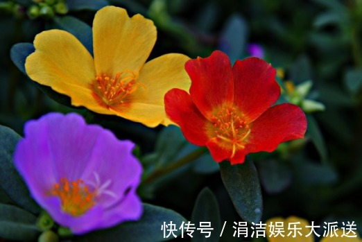 发财树|推荐5种夏天常见的花草,越晒长得越好,开花多又香