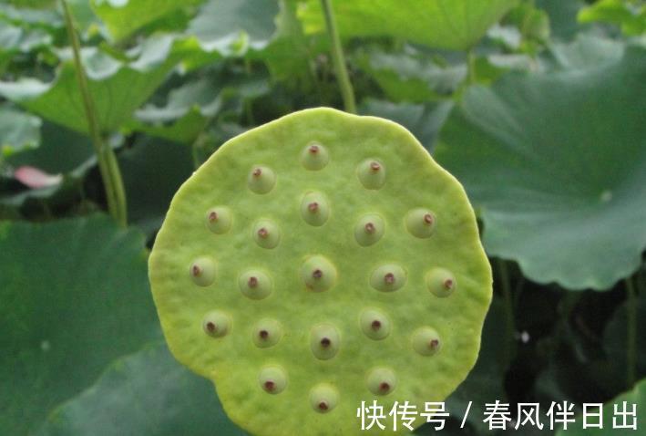 米酒|今日大暑,再忙也要吃“2白2绿”,少食2样,应季而食,全家受益