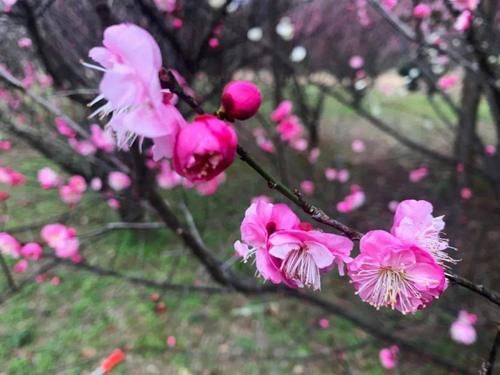 太美了！梅花开了，春节又多了一处好玩地！