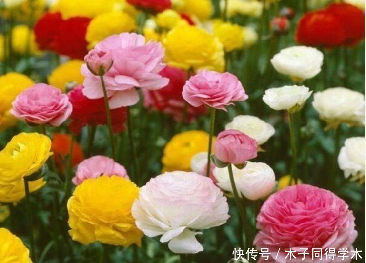 杜鹃花|4种花是懒人的最爱，有阳光就爆盆，好养不操心