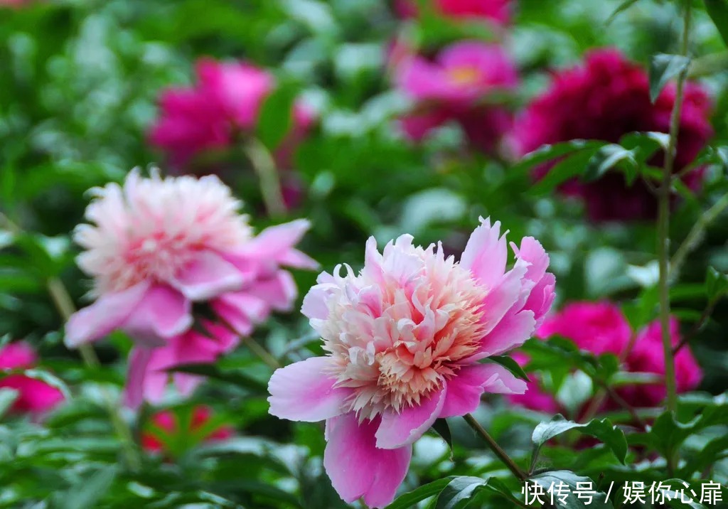 芍药花|绝美花海,北京房山这里的20万棵芍药花开得正艳!