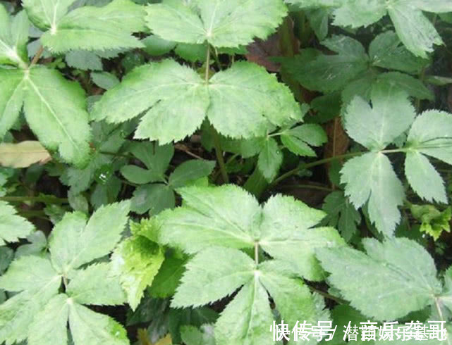 野草|药食两用的传统草药,在国内少有人知,在日本却被人们大力追捧