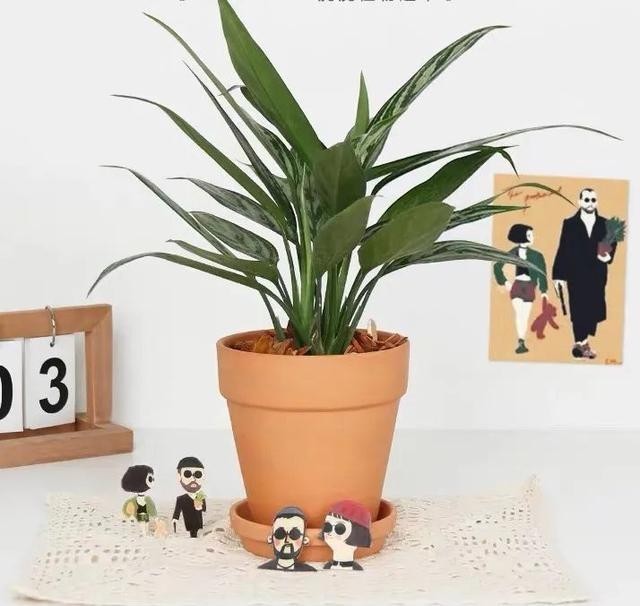 叶绿根|银皇后冬天有“四怕”,避开了才能顺利过冬,叶绿根壮长势旺!