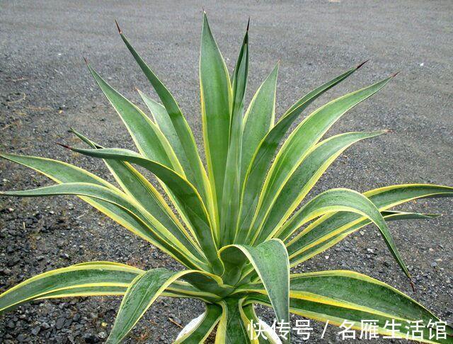 多肉|不怕晒的多肉有哪些？容姐给你推荐7种，看你喜欢哪种？