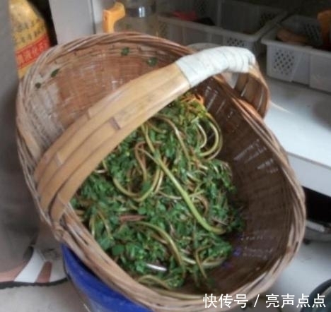 農(nóng)村這東西隨處可見，餓了當(dāng)菜吃還能當(dāng)藥材，千萬別錯(cuò)過了