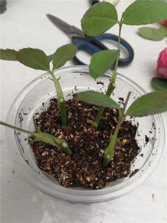 趁天|4种“残花梗”,趁天热赶紧剪,插土里10天生根,很快爆芽