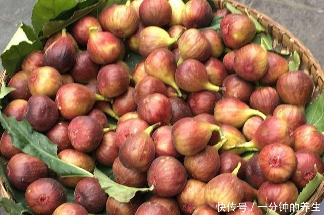 无花果有“三怕”，避开不黄叶落果，猛蹿新芽结果多，软糯又香甜
