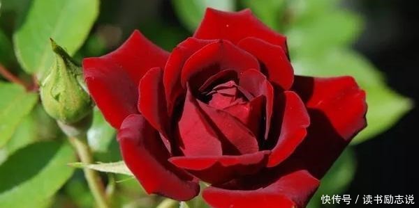 带有神秘色彩的4款黑色月季,见过的人都喜欢!