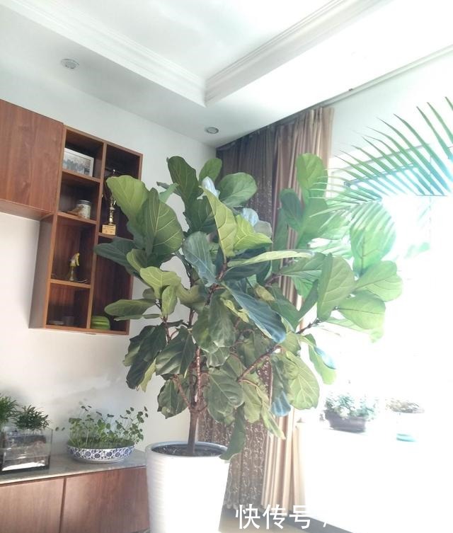 新手不要买3种花,养不活浪费钱,还生一肚子气!