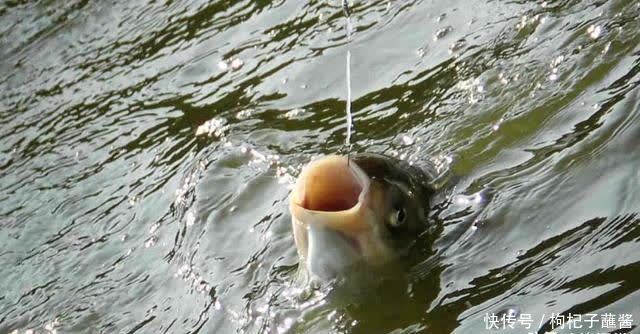 春天钓鱼时,老钓手都会在一天内至少换1次饵,啥原因你知道吗?