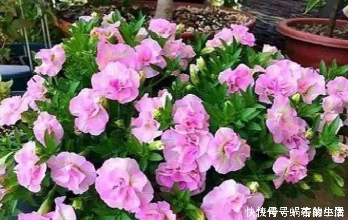 钾肥|4种花,耐热又耐冷,四季都有花赏,一开就是200天