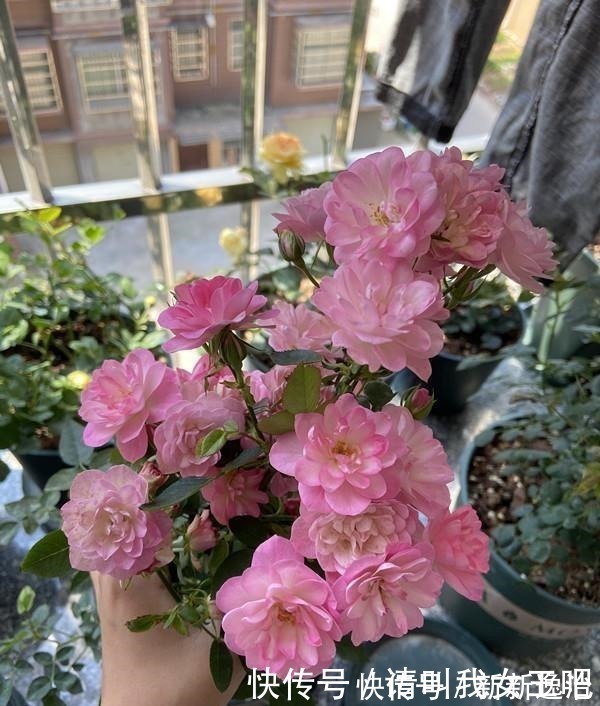 仙气十足|一款很“仙”的盆栽花卉,花色清新秀美,四季都开花,好看又好养!