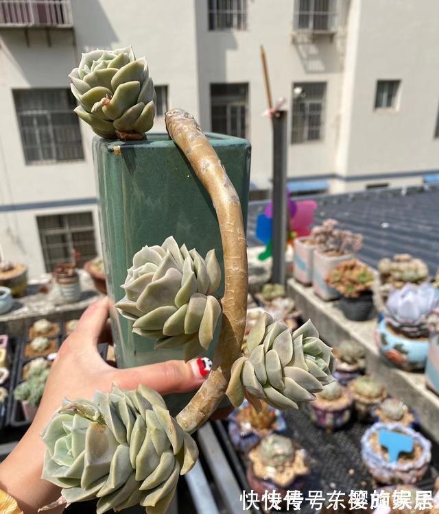 可爱玫瑰|养多肉也得会模仿,看看这颗可爱玫瑰的悬崖桩,我也想养成这样