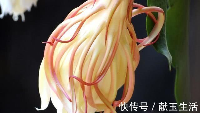 花朵|这几种花,养了就是赚到,花苞、果实、叶子都是好东西