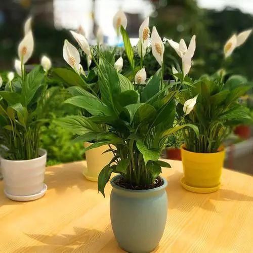 立春后，家里养上这3种植物，寓意特别好~快试试~