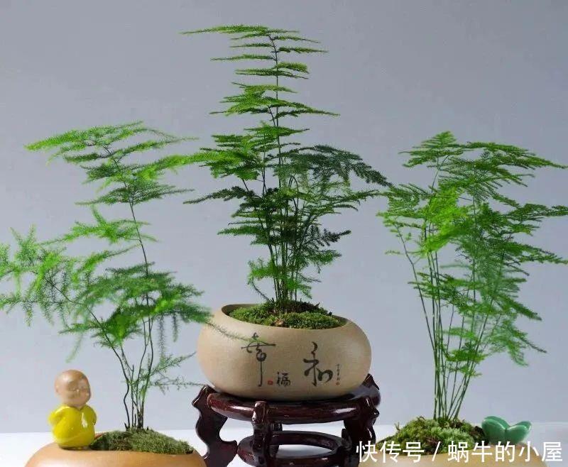 家里养文竹,春天注意这5个小细节,叶绿根壮长势好,满室书香气