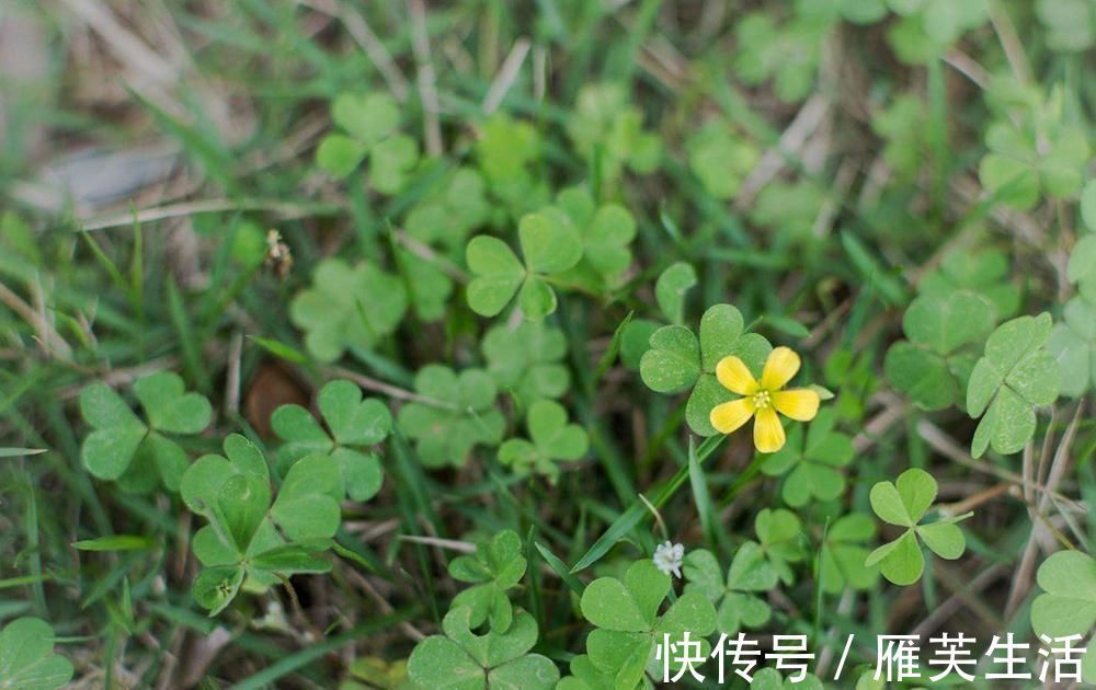 野菜|人称“土人参”，儿时挖来当糖吃，如今一斤10元，稀罕少见