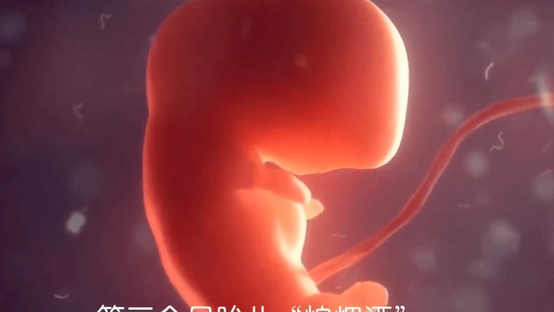 小尾巴|胎儿在孕妈肚子里最怕啥怀胎十月,每个月都有不同的“脆弱点”