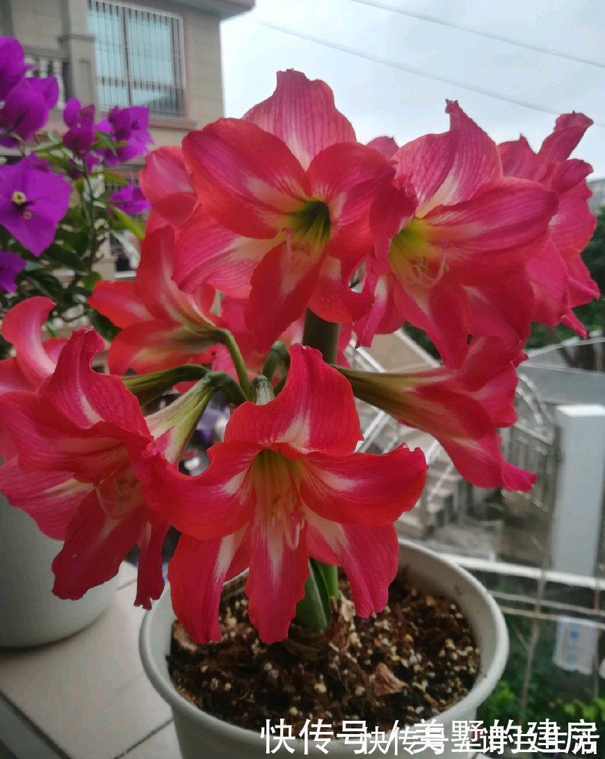 花色|都是朱顶红,洋朱顶红与土朱顶红有何区别?看准这几点不怕认错了