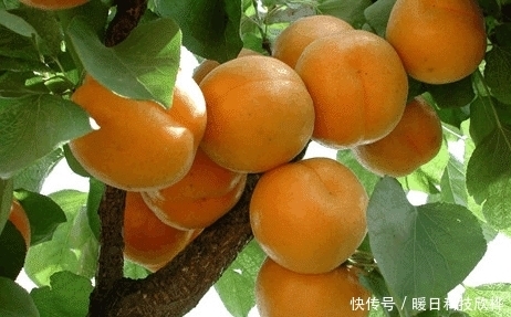 偷吃|先天十大灵根都是什么, 孙悟空偷吃过两种!