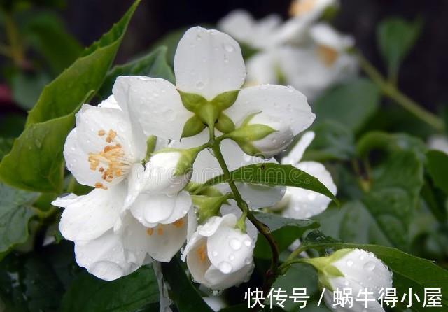残花|三伏天养茉莉花,学会2点修剪方法,可以让茉莉花多开几茬花