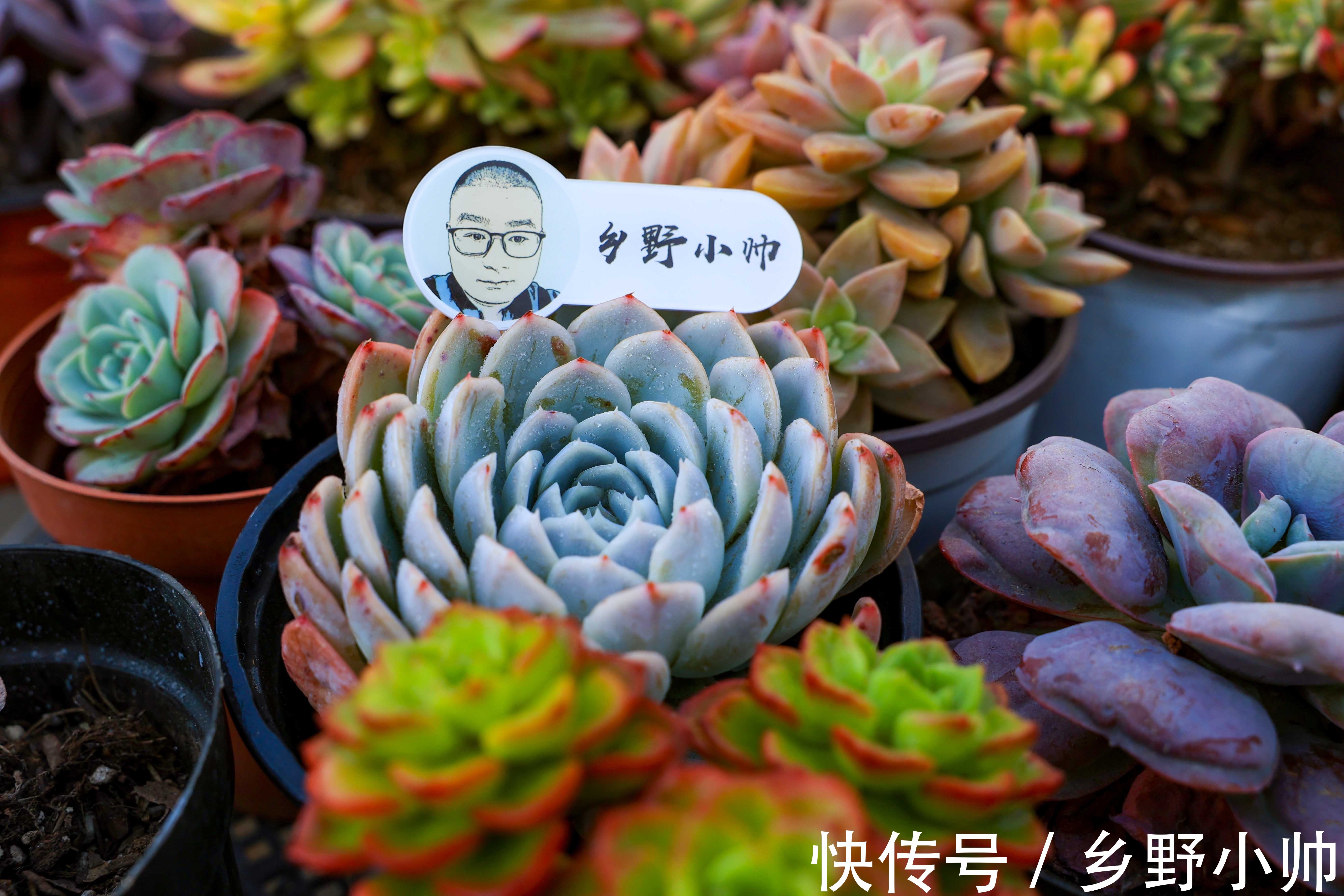 冬天多肉不好服盆?学会这些种植技巧,冬天多肉也可以很美