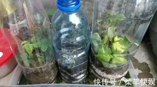 塑料瓶别扔了，用来养花真是神器！可别浪费了！