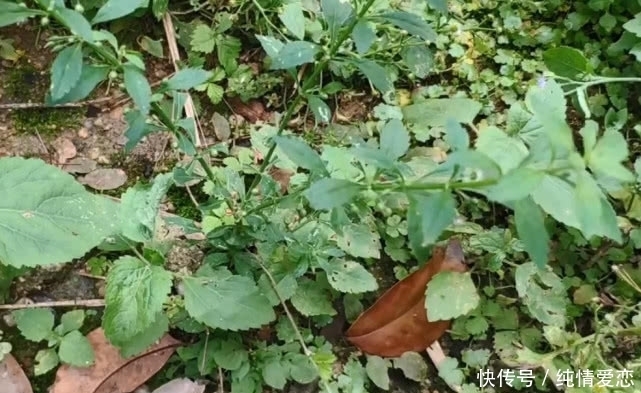 野草|荒地路旁一种不起眼的野草，农村人一上火咳嗽就找它，疗效特别好