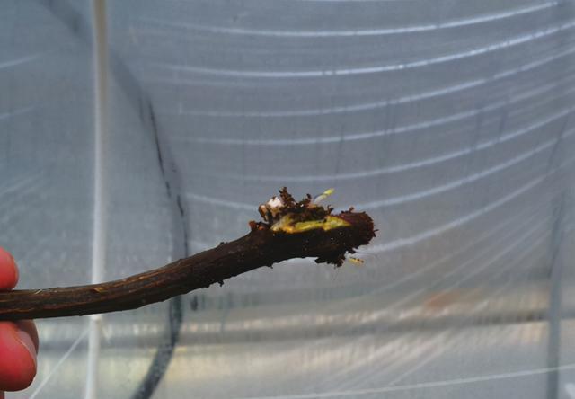 三角梅|盆景三角梅扦插育苗新技术