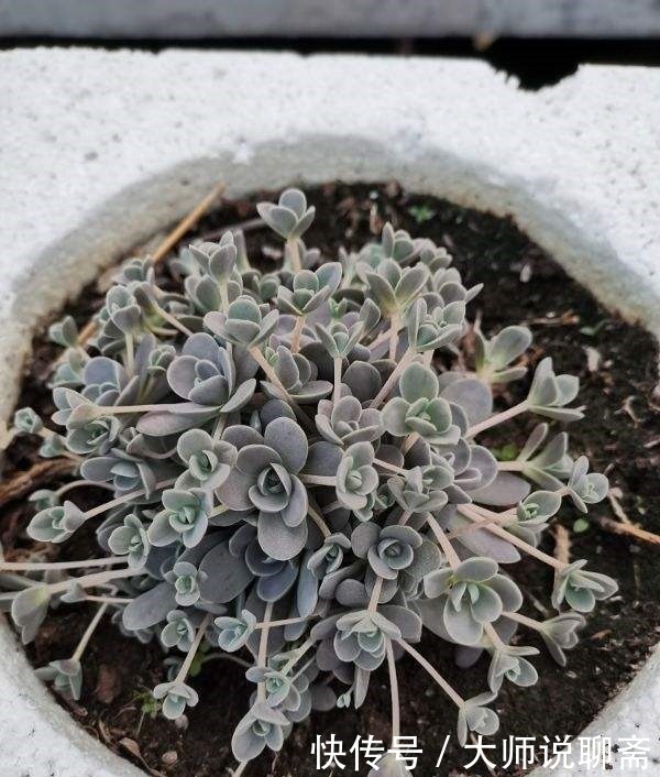 爱过|有些多肉就爱过夏天,越晒越渴越美艳,养一棵就值了!