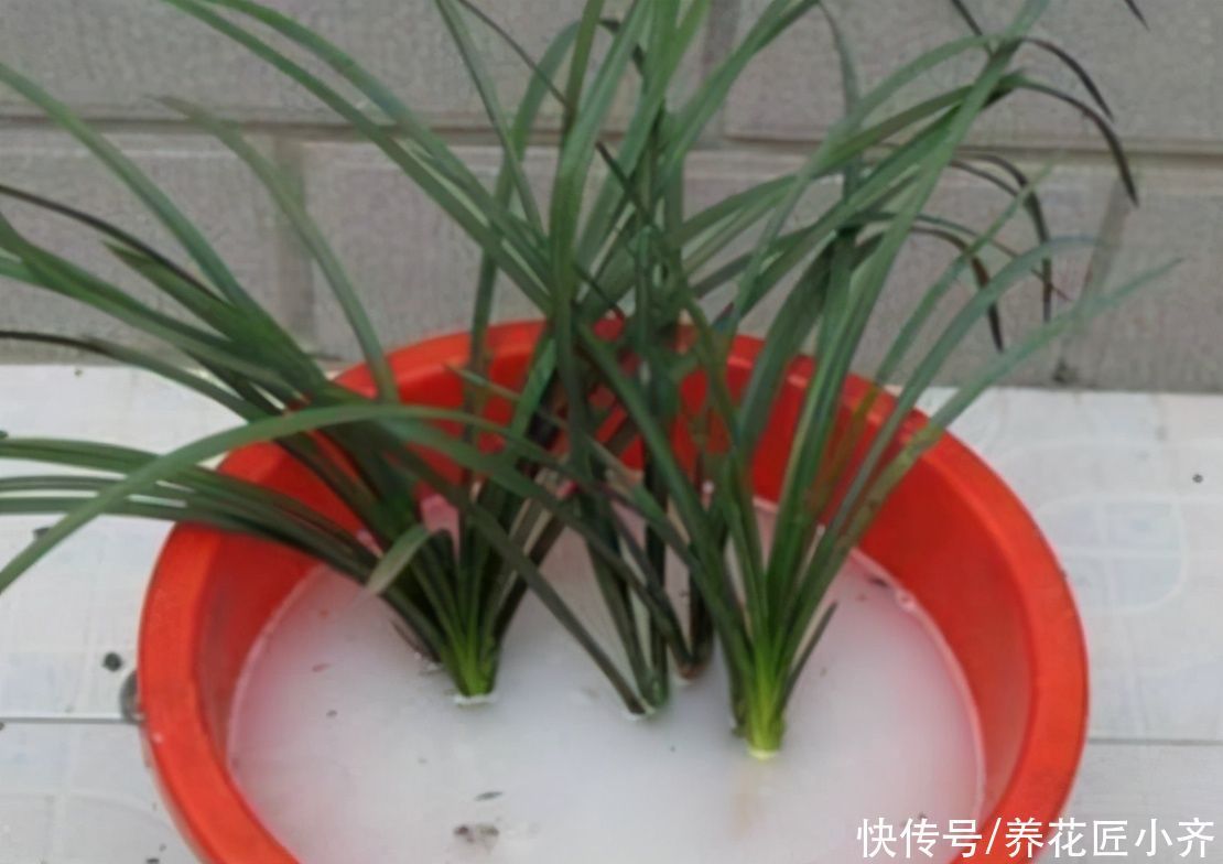 多菌灵|买到兰花上盆,“一剪一泡”不能少,栽上才能根系壮,不烂根
