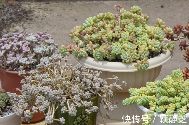多肉最美的状态有很多种,对糖心情有独钟,6个品种出糖心真漂亮