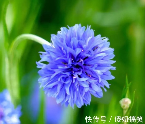 此花色彩清丽花形美丽,细致可爱清新优雅,代表着幸福的到来