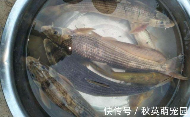 圆口|人称“水米子”，短短30年，从泛滥到稀缺，迄今无法人工养殖