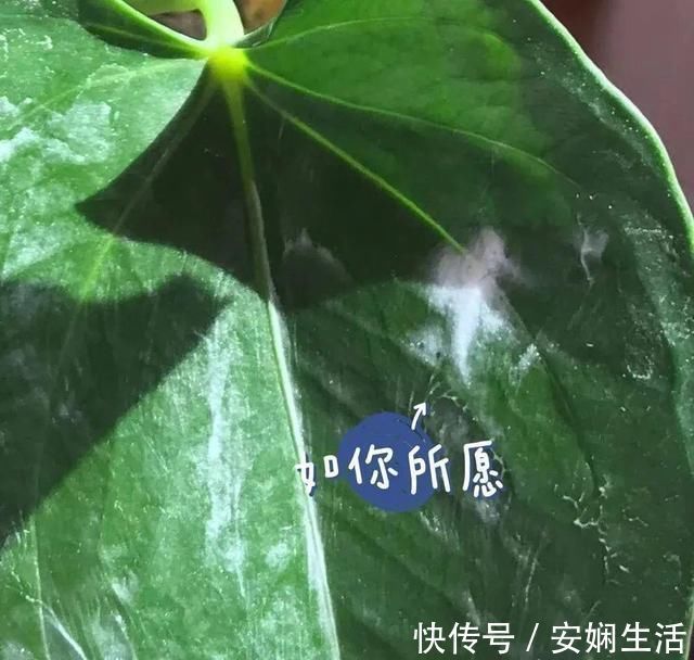 达克宁软膏|1粒小药片，碾碎丢水里，花像吃了兴奋剂疯长