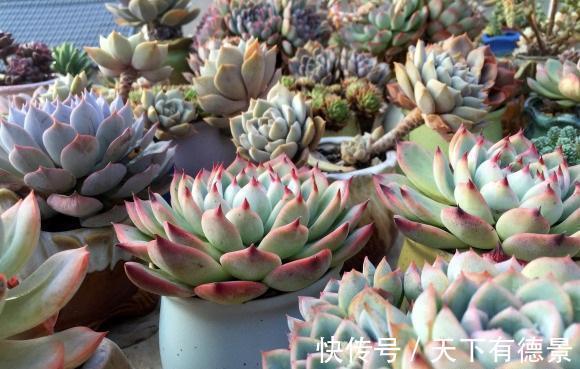 多肉|什么才是好多肉?价格贵就是好多肉吗?并不是,状态好才是真好