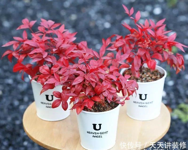 火焰南天竹不难养,掌握“三习性”,叶片红似火,结出玛瑙小红果