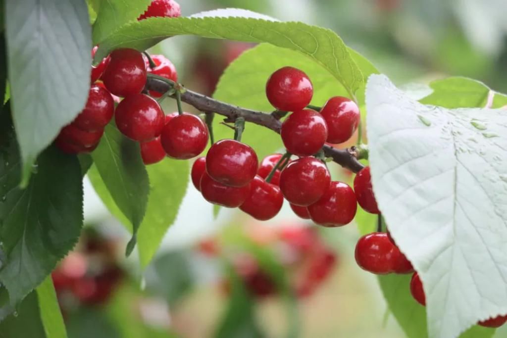 中年|满山遍野，2000亩樱桃花开！峨眉这个地方美成了一幅画