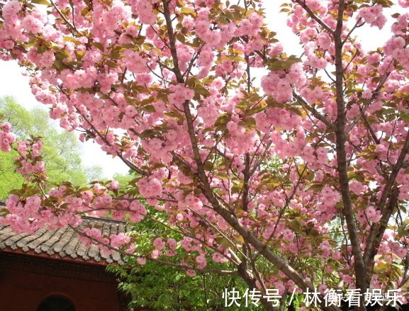 此花花期十分短暂,但却开尽了一生的芳华,象征着转瞬即逝的爱